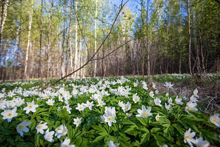 Керженский заповедник - #ТурыТуриста